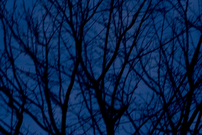 Louise Dudis, Tree 2, 2009